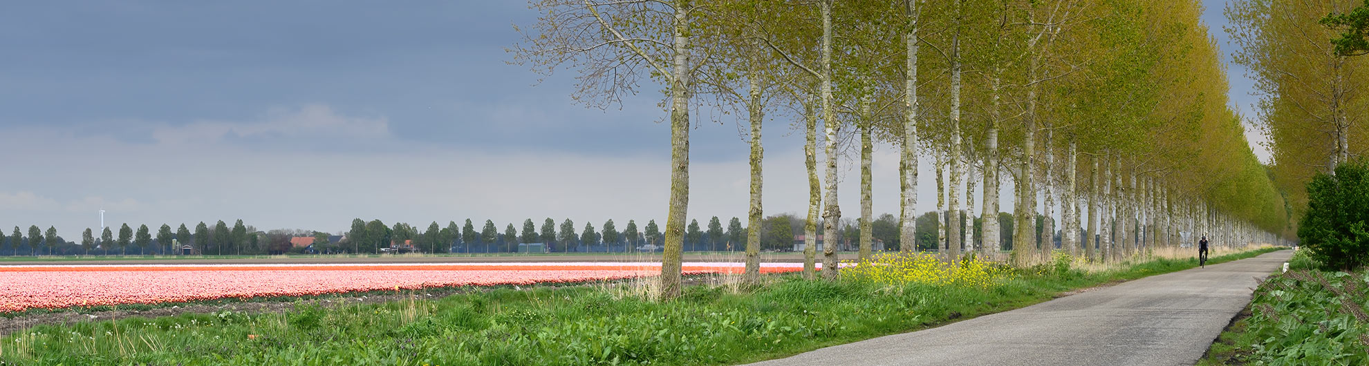 Tulpenroute  © Pieter Bosch Fotografie