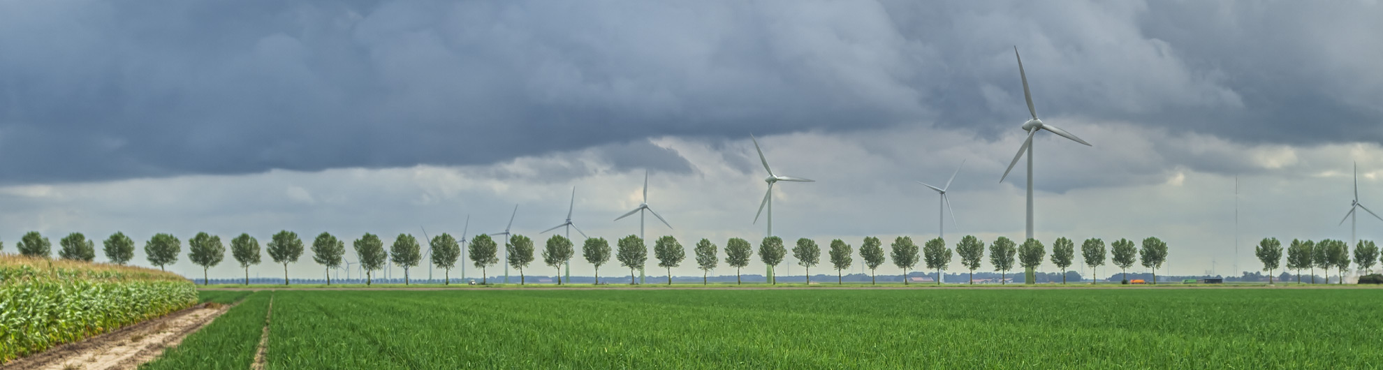 Uien © Pieter Bosch Fotografie