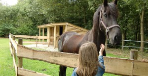 verzorg-ponys-urkerbos.jpg